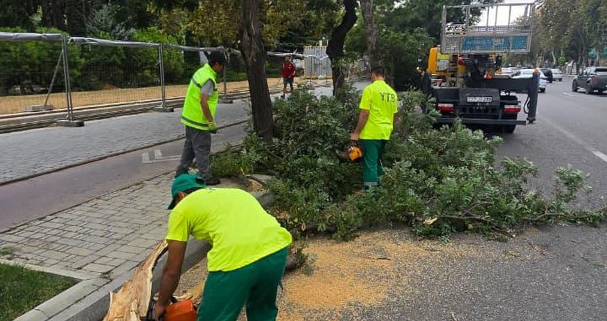 Bakıda külək nəticəsində 15 ağac sınıb Bakıda külək nəticəsində 15 ağac sınıb