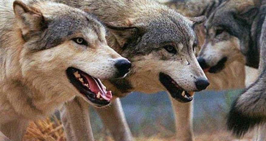 Şəkidə 4 nəfəri çaqqal dişləyib Şəkidə 4 nəfəri çaqqal dişləyib