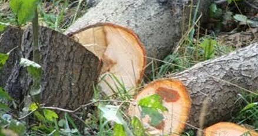 Bakı və Sumqayıtda yaşıllıqlara 40 min manata yaxın ziyan vurulub Bakı və Sumqayıtda yaşıllıqlara 40 min manata yaxın ziyan vurulub