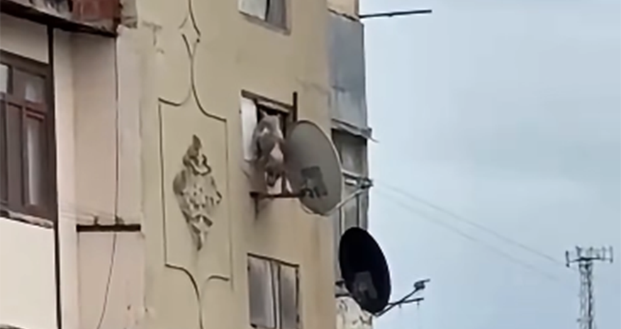 Bakıda iti binadan atan şəxs məsuliyyətə cəlb edilib Bakıda iti binadan atan şəxs məsuliyyətə cəlb edilib